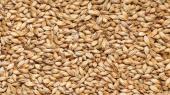 solod
